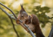 Aktif Yerel Rehberler İçin Ekstra Gelir Fırsatı: Nasıl Kazanılır?
