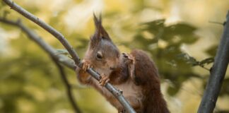Aktif Yerel Rehberler İçin Ekstra Gelir Fırsatı: Nasıl Kazanılır?