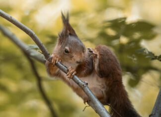 Aktif Yerel Rehberler İçin Ekstra Gelir Fırsatı: Nasıl Kazanılır?