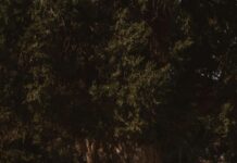 Olumsuz Yorumlar İtibar Yönetimini Nasıl Güçlü Şekilde Etkiler?