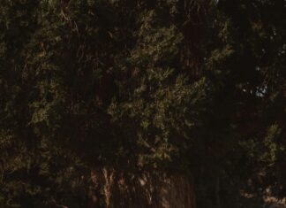 Olumsuz Yorumlar İtibar Yönetimini Nasıl Güçlü Şekilde Etkiler?