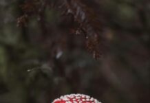 Yerel Rehberlerin Dikkat Etmesi Gereken Etik Kurallar Nelerdir?