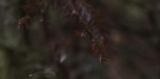 Yerel Rehberlerin Dikkat Etmesi Gereken Etik Kurallar Nelerdir?