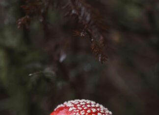 Yerel Rehberlerin Dikkat Etmesi Gereken Etik Kurallar Nelerdir?