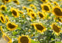 Yerel Rehber Olmadan Yorum Yapanların Hikâyeleri: Şaşırtıcı Deneyimler