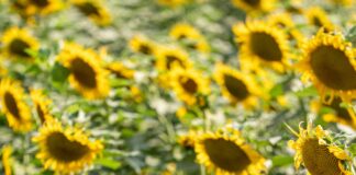 Yerel Rehber Olmadan Yorum Yapanların Hikâyeleri: Şaşırtıcı Deneyimler