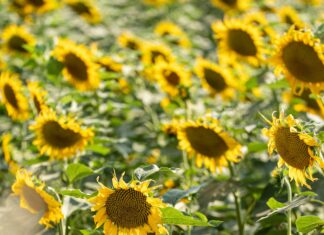 Yerel Rehber Olmadan Yorum Yapanların Hikâyeleri: Şaşırtıcı Deneyimler