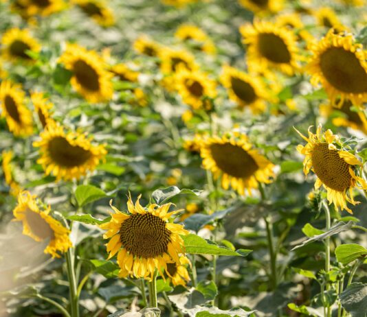Yerel Rehber Olmadan Yorum Yapanların Hikâyeleri: Şaşırtıcı Deneyimler