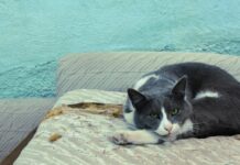 İşletme Sahibi Adına Kimler Yanıt Verebilir? Merak Edilenler!