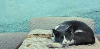 İşletme Sahibi Adına Kimler Yanıt Verebilir? Merak Edilenler!