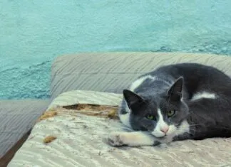 İşletme Sahibi Adına Kimler Yanıt Verebilir? Merak Edilenler!