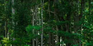 Küfürlü Yorumlara Cevap Vermek Gerekir Mi? Etkili Taktikler!