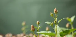 Çia Tohumları: Tarımda ve Sağlıkta Kullanımı Çia Seeds: Their Uses in Agriculture and Health