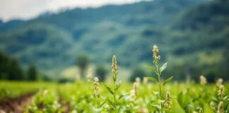 Tarımda Doğa Koşullarının Önemi ve Farkında Olma The Importance of Being Aware of Natural Conditions in Agriculture