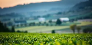 Şafakta Yatan Borçlar: Portekiz’in Tarım sektörünün Gizli Gerçekleri Debts Lying at Dawn: The Hidden Truths of Portugal's Agricultural Sector