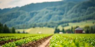 Evden Kiblenizi Belirleyin: Tarımda Doğru Yönün Önemi Determine Your Direction from Home: The Importance of the Right Direction in Agriculture