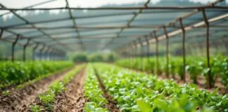 Sürdürülebilir Tarım Pratiği: Çiftçilik Yöntemlerinin Geleceği Sustainable Agriculture Practice: The Future of Farming Methods