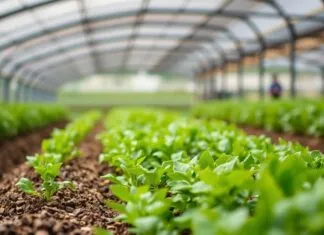 Tarımda Franchise Fırsatları: Nelere Dikkat Etmelisiniz? Agricultural Franchise Opportunities: What Should You Pay Attention To?