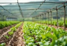 Tarımda Sürdürülebilirlik: Çiftçilik Yöntemleri ve Yaratıcı Çözümler Sustainability in Agriculture: Farming Methods and Innovative Solutions