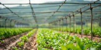 Tarımda Sürdürülebilirlik: Çiftçilik Yöntemleri ve Yaratıcı Çözümler Sustainability in Agriculture: Farming Methods and Innovative Solutions