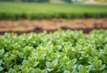 Tarımda Sadelik: Daha Azla Daha Fazla Nasıl Başarılır? Simplicity in Agriculture: How to Achieve More with Less?