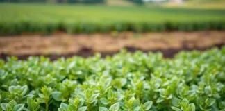 Tarımda Sadelik: Daha Azla Daha Fazla Nasıl Başarılır? Simplicity in Agriculture: How to Achieve More with Less?